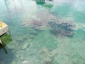 DVD Stupnik na eko akciji čišćenja podmorja u Zaglavu, Dugi otok